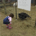 061210-ElginChristmasTreeFarm1-RCTurkey