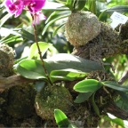 051224-NagasakiBioPark13-Orchid1