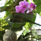 051224-NagasakiBioPark14-Orchid2