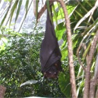 051224-NagasakiBioPark15-Bat