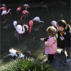 051224-NagasakiBioPark18-RCMFlamingos