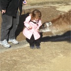 051224-NagasakiBioPark19-RCWithLlama