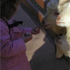 051224-NagasakiBioPark21-RCFeedsGoats1