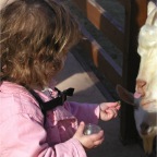 051224-NagasakiBioPark22-RCFeedsGoats2