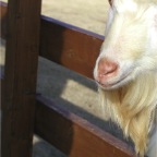 051224-NagasakiBioPark23-GoatEyeCloseup