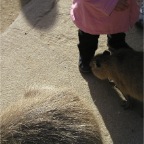 051224-NagasakiBioPark25-RCWithCapybara1