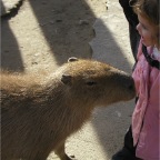 051224-NagasakiBioPark26-RCWithCapybara2