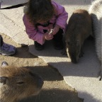 051224-NagasakiBioPark27-RCWithCapybara3