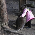 051224-NagasakiBioPark34-RCKangaroo1