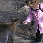 051224-NagasakiBioPark35RCKangaroo2