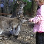 051224-NagasakiBioPark36-RCKangaroo3