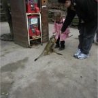 051224-NagasakiBioPark37-RCMSpiderMonkey1