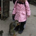 051224-NagasakiBioPark38-RCSpiderMonkey2