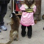 051224-NagasakiBioPark41-RCSpiderMonkey5