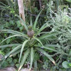 051224-NagasakiBioPark45-Pineapple1