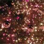 051225-HuisTenBosch27-CloseTree