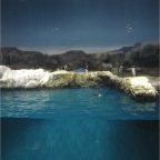 051106-PenguinAquarium02