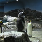 051106-PenguinAquarium03