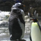 051106-PenguinAquarium04