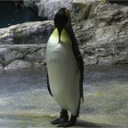 051106-PenguinAquarium05