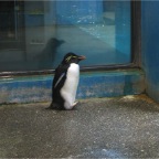 051106-PenguinAquarium06