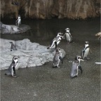 051106-PenguinAquarium11