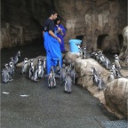 051106-PenguinAquarium13