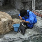 051106-PenguinAquarium15