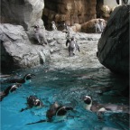 051106-PenguinAquarium16