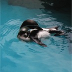 051106-PenguinAquarium17