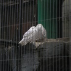 051125-Tokyo20-TokyoZoo07