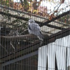 051125-Tokyo21-TokyoZoo08