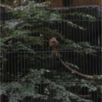 051125-Tokyo23-TokyoZoo10