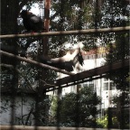 051125-Tokyo24-TokyoZoo11