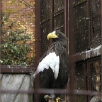 051125-Tokyo25-TokyoZoo12