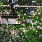 051125-Tokyo28-TokyoZoo15