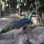 051125-Tokyo30-TokyoZoo17