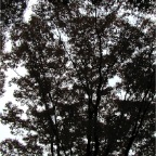 051125-Tokyo39-TokyoZoo26