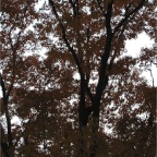 051125-Tokyo40-TokyoZoo27