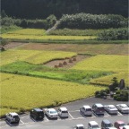 051003-EasternRiceFields2