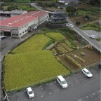 051008-SouthernRiceFields1