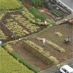 051008-SouthernRiceFields2