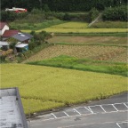 051008-EasternRiceFields01