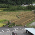 051008-EasternRiceFields02