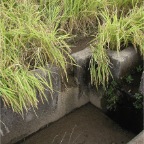 051008-EasternRiceFields04