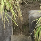 051008-EasternRiceFields05