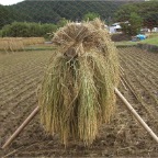 051008-EasternRiceFields06