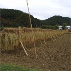 051008-EasternRiceFields07