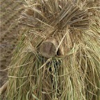 051008-EasternRiceFields08