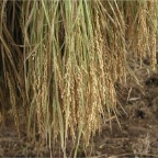 051008-EasternRiceFields09